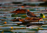 Least Sandpiper On Lily Pad
